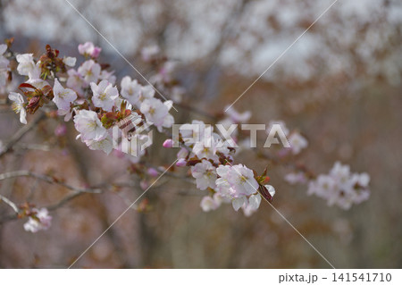 清里町の桜 清里町の桜 141541710