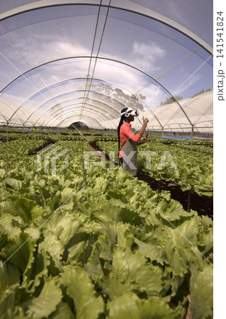 African american woman interacting lettuce rows in greenhouse using vr headset in gray apron African american woman interacting lettuce rows in greenhouse using vr headset in gray apron 141541824