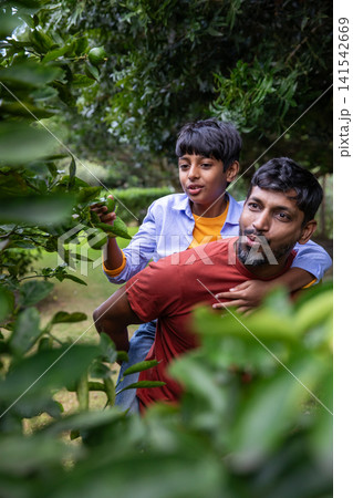 Asian father with son carrying child on back while picking green citrus fruit in backyard orchard Asian father with son carrying child on back while picking green citrus fruit in backyard orchard 141542669