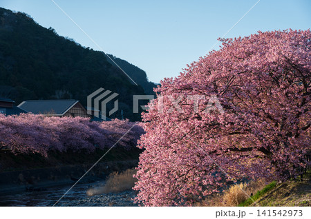 河津桜並木　河津町の河津桜 141542973