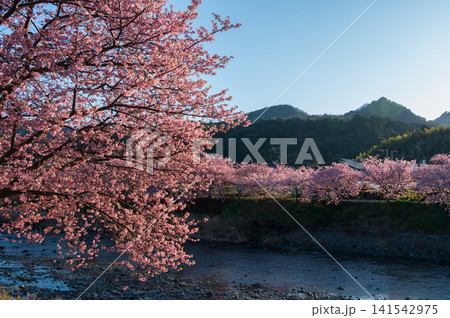 河津桜並木 河津町の河津桜 河津桜並木 河津町の河津桜 141542975
