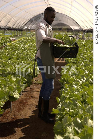 African american man wearing green apron placing lettuce in black crate in greenhouse 141542996