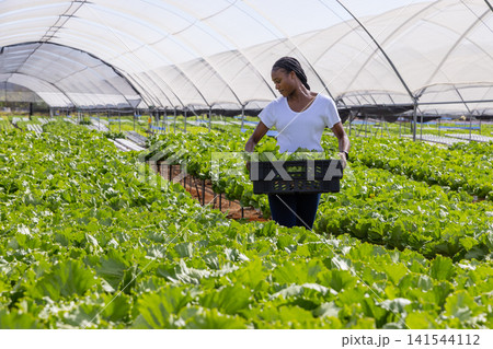 African american woman farm worker holding crate filled with lettuce at greenhouse tunnel 141544112