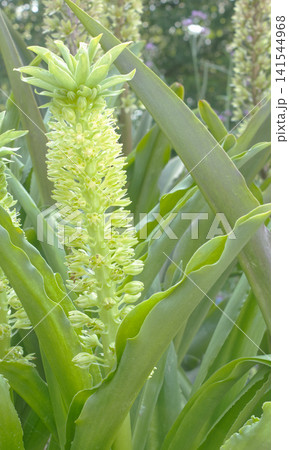 パイナップルに似たユニークな花を咲かせるパイナップルリリー（ユーコミス）、夏の植物の風景 141544968