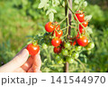 ミニトマトの収穫 141544970