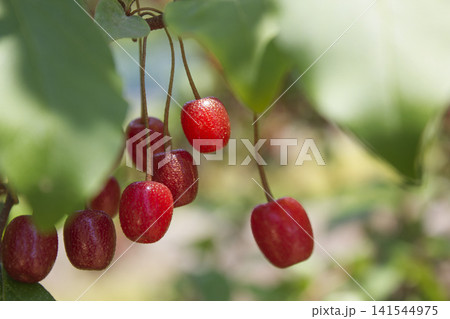 Ripe Autumn Olive Berries (Elaeagnus Umbellata) growing on a branch . oleaster Ripe Autumn Olive Berries (Elaeagnus Umbellata) growing on a branch . oleaster 141544975