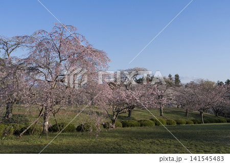 羊山公園の桜の花 141545483