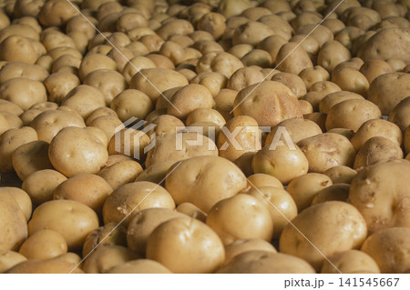 Fresh potatoes on the farm. Fresh potatoes on the farm. 141545667