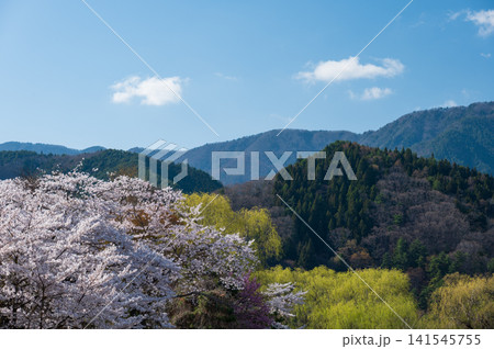 春の山　桜が咲く景色 141545755