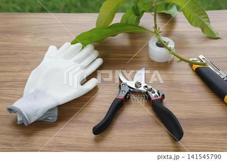 Gardener pruning plant with shears and gloves in garden Gardener pruning plant with shears and gloves in garden 141545790