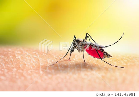 Close-up of a mosquito with red blood in its stomach Close-up of a mosquito with red blood in its stomach 141545981