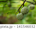 Close-up of white pine cones hanging on a tree branch 141546032