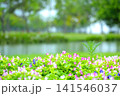 Colorful flowers blooming near a lake with trees and sunlight 141546037