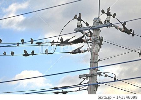 電線に集まるたくさんのムクドリ 電線に集まるたくさんのムクドリ 141546099