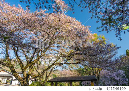 桜が咲く公園の風景 141546109