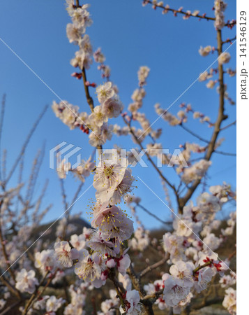 Apricot flower on nature background Apricot flower on nature background 141546129