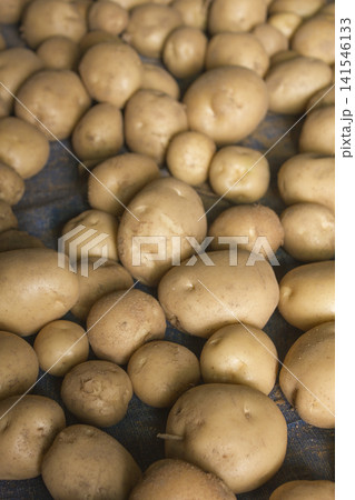 Fresh potatoes on the farm. Fresh potatoes on the farm. 141546133
