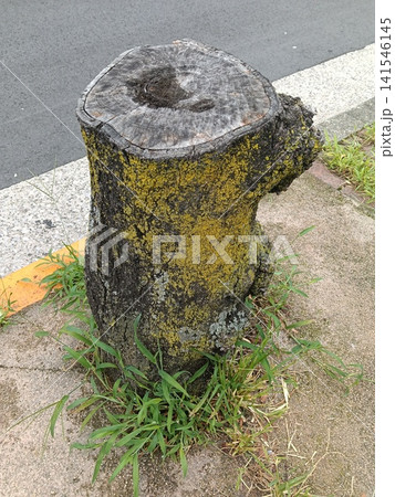 道路脇に残された切り株と苔のある風景 道路脇に残された切り株と苔のある風景 141546145