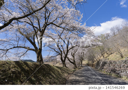 桜山公園の桜 桜山公園の桜 141546269