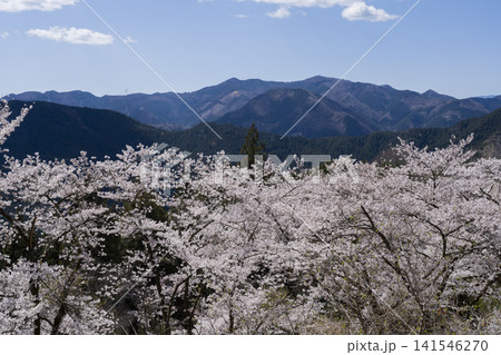桜山公園の桜 141546270