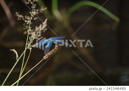 合浦公園　青い羽根がきれいなトンボ 141546480