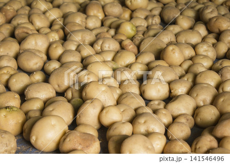 Fresh potatoes on the farm. 141546496