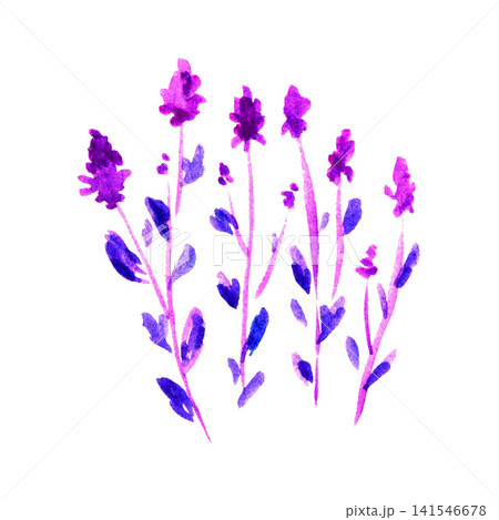 Hand-drawn watercolor floral illustration. Violet, lilac twigs of wildflowers, bush of meadow grass on a white background. Lavender, a natural pharmacy. Hand-drawn watercolor floral illustration. Violet, lilac twigs of wildflowers, bush of meadow grass on a white background. Lavender, a natural pharmacy. 141546678