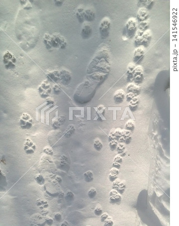 雪に残った、人と犬の歩いた足跡 141546922