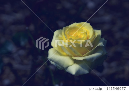 薔薇の花 薔薇の花 141546977