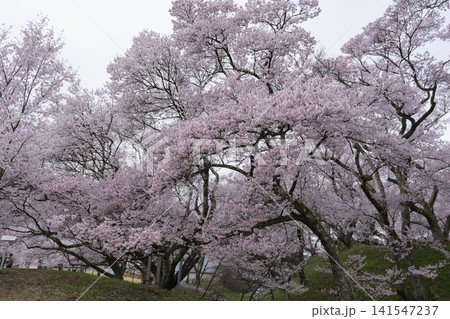 高遠城址の桜 141547237