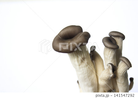 It is an oyster mushroom placed on a white background. It is an oyster mushroom placed on a white background. 141547292