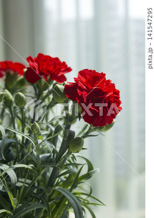 It is a red carnation flowerpot. 141547295