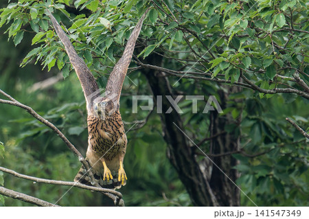 飛び立つオオタカ幼鳥① 141547349