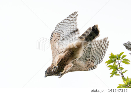 飛び立つオオタカ幼鳥Ⅱ 141547355