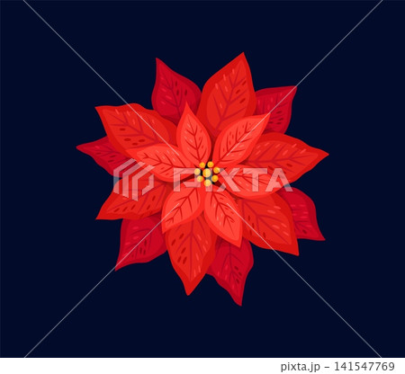 Cartoon Christmas holiday poinsettia flower with vibrant lush red petals. Vector vibrant natural plant, symbol of Xmas cheer and warmth, joy and celebration, decoration for the festive season 141547769