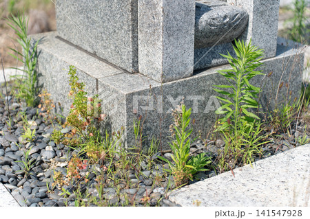 お墓の雑草 お墓の雑草 141547928