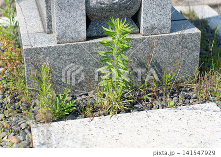 お墓の雑草 お墓の雑草 141547929