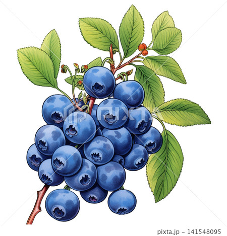 Blueberry 141548095