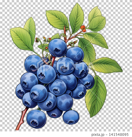 Blueberry 141548095