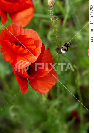 Close-up of red poppy flowers with a flying bumblebee Close-up of red poppy flowers with a flying bumblebee 141548292