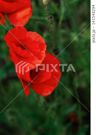 Red poppy flower in a green field Red poppy flower in a green field 141548294