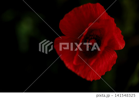 Close-up of a vibrant red poppy flower on a dark background Close-up of a vibrant red poppy flower on a dark background 141548325