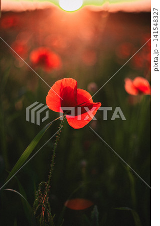 Red poppy flower in a sunny field at sunset Red poppy flower in a sunny field at sunset 141548327