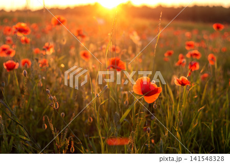 Field of red poppies at sunset Field of red poppies at sunset 141548328
