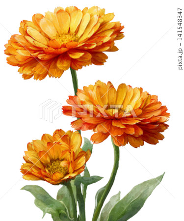 calendula flower calendula flower 141548347