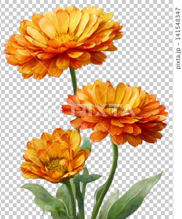 calendula flower calendula flower 141548347