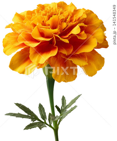 calendula flower calendula flower 141548349