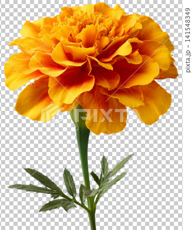 calendula flower calendula flower 141548349