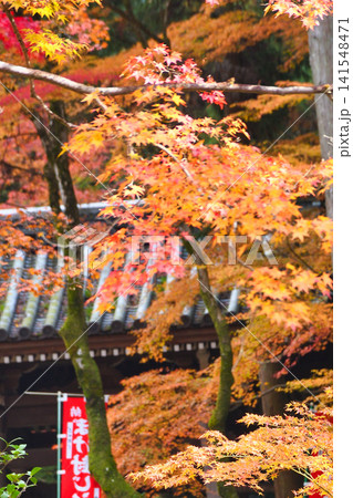京都　今熊野観音寺　美しい秋の紅葉（京都府京都市東山区） 141548471