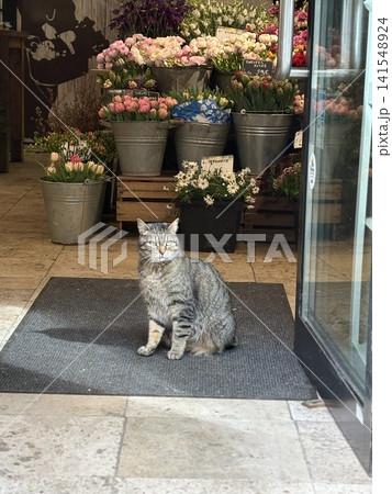 ヨーロッパ街角のお花屋さんの看板猫 ヨーロッパ街角のお花屋さんの看板猫 141548924